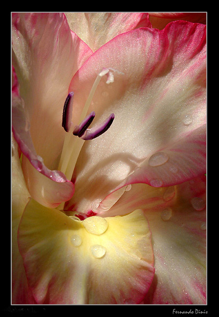 photo "After rain" tags: nature, macro and close-up, flowers