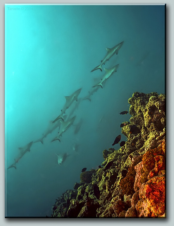 photo "horde of "wolves"" tags: underwater, travel, 