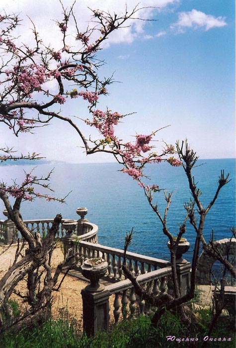 photo "Branch on the background of the sea" tags: landscape, travel, summer