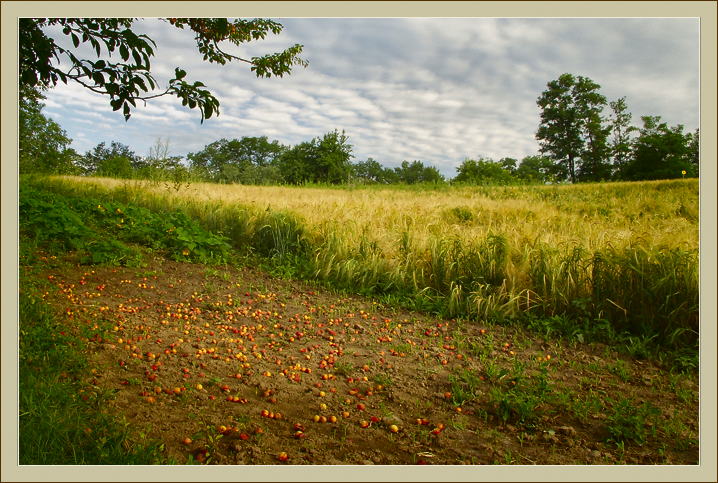 photo "An avitaminosis" tags: landscape, nature, flowers, summer