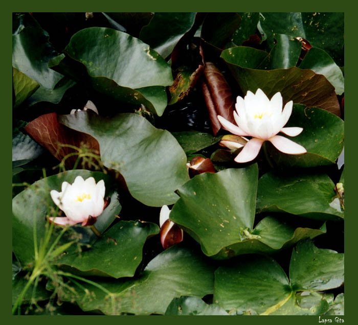 photo "Purity" tags: nature, flowers