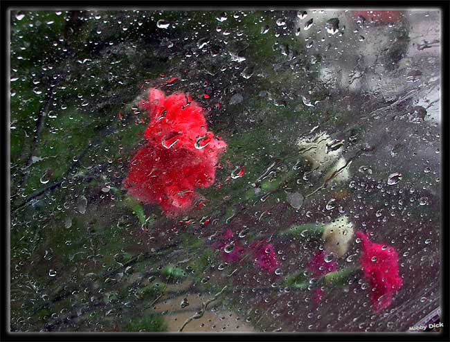 photo "flowerses" tags: misc., 