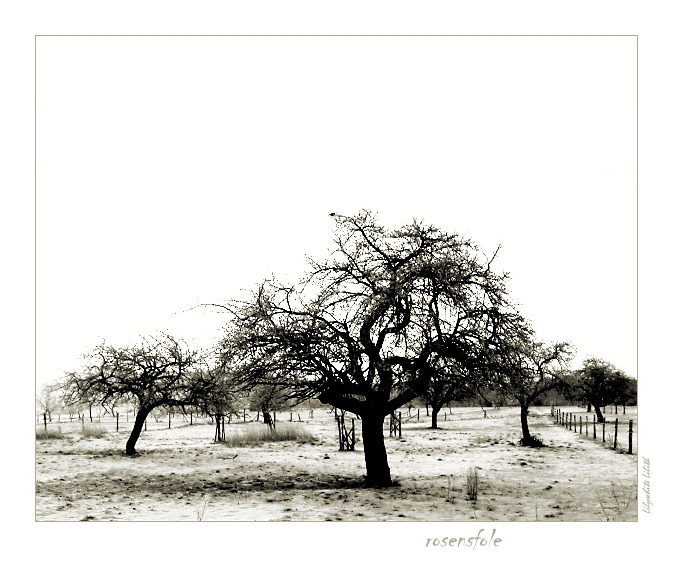 photo "rosensfole" tags: landscape, winter