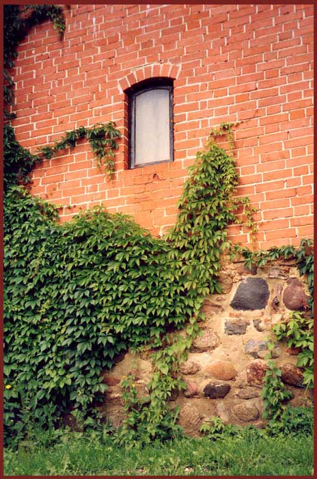 photo "Clinging to walls of the castle" tags: nature, travel, Europe, flowers
