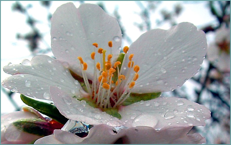 photo "February. Almond-tree flower." tags: macro and close-up, 