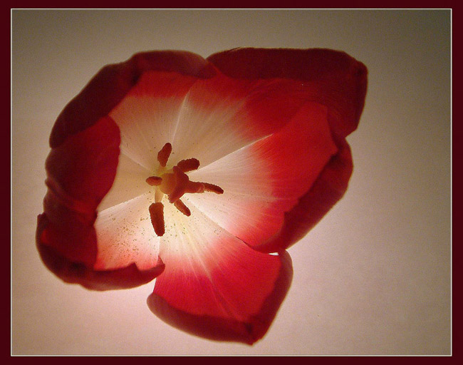 photo "Tulip flourish" tags: macro and close-up, nature, flowers