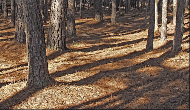 фото "Simple Paths" метки: пейзаж, лес
