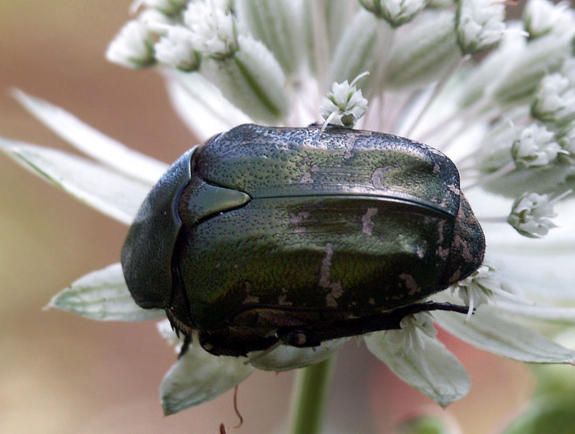 photo "big beetle" tags: nature, insect
