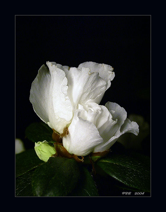 photo "Snow petals" tags: nature, flowers