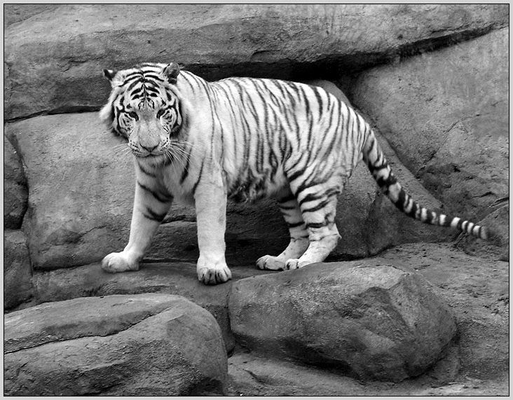 photo "The Kitten" tags: nature, wild animals