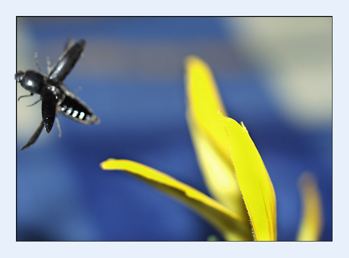 photo "Flight" tags: nature, macro and close-up, insect