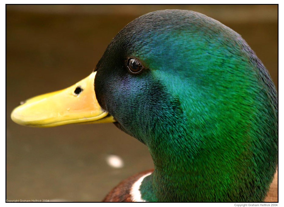 photo "Duck" tags: nature, macro and close-up, wild animals