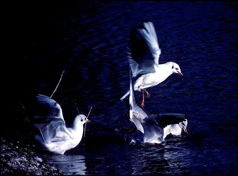 photo "Three gulls" tags: nature, wild animals