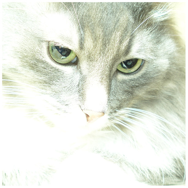 photo "Just a cat" tags: nature, portrait, pets/farm animals