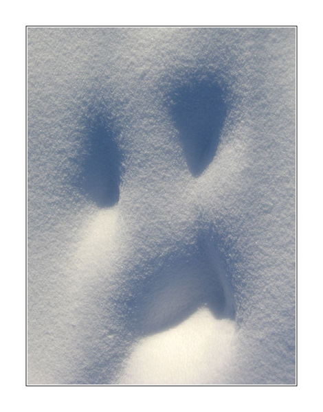photo "Snow Ghost" tags: portrait, landscape, winter