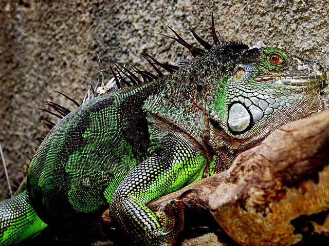 фото "KOMODO" метки: природа, домашние животные
