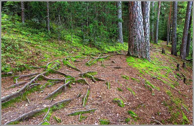 photo "Wood highway" tags: landscape, nature, flowers, forest