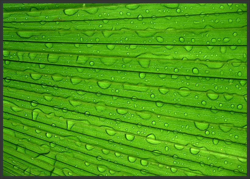 photo "leave" tags: macro and close-up, still life, 