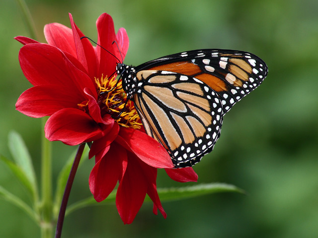 photo "Monarch on Dahlia" tags: nature, insect