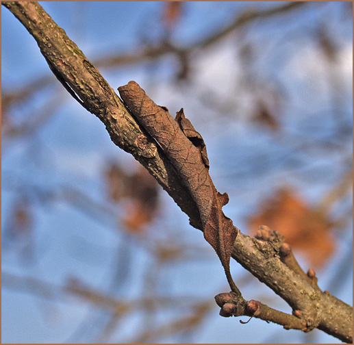 photo "The Long Winters Sleep" tags: macro and close-up, nature, flowers