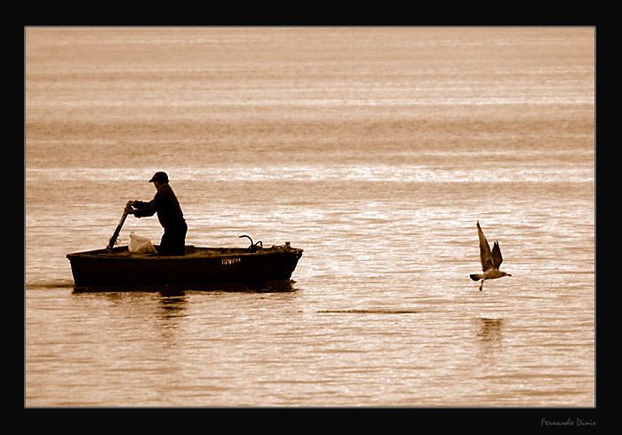 photo "Following the flight" tags: landscape, genre, water