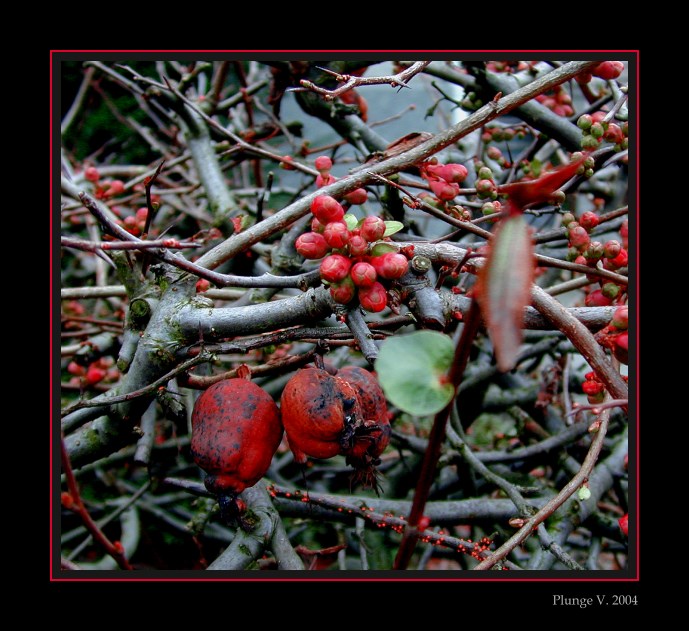 photo "...old and young..." tags: nature, montage, flowers