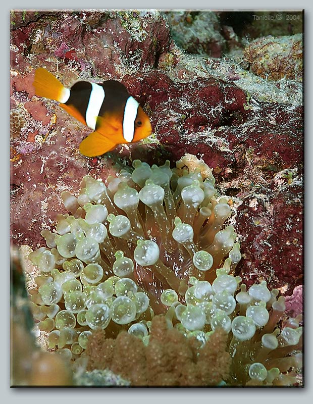 photo "Nemo" tags: underwater, travel, 