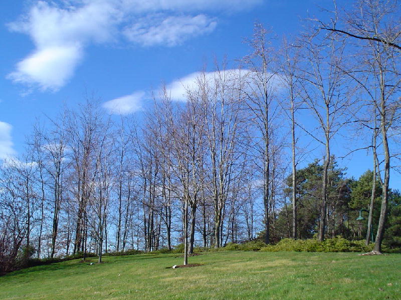 photo "Naked trees ." tags: landscape, 