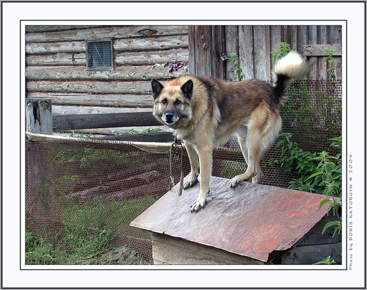 фото "Что-то, я тебя не узнаю?" метки: природа, жанр, домашние животные