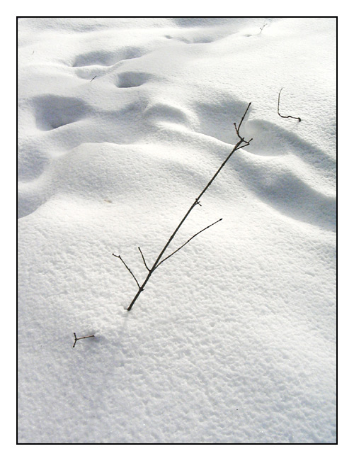 photo "Winter" tags: landscape, forest, winter