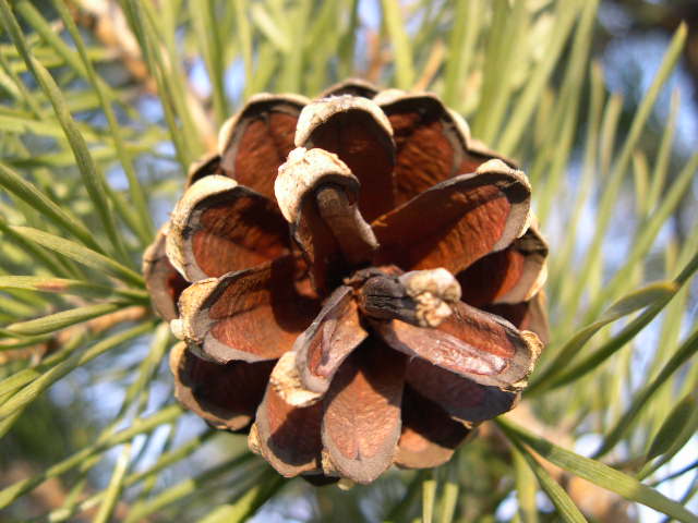 photo "The nuts no?" tags: macro and close-up, 