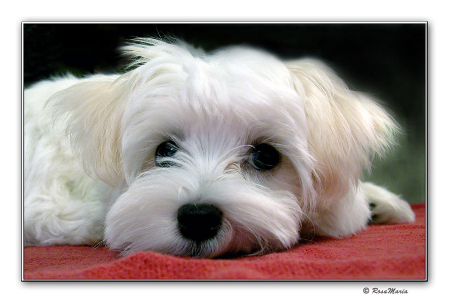 photo "Niko" tags: nature, pets/farm animals