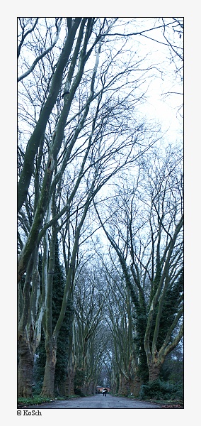 photo "height of trees" tags: landscape, nature, flowers, winter