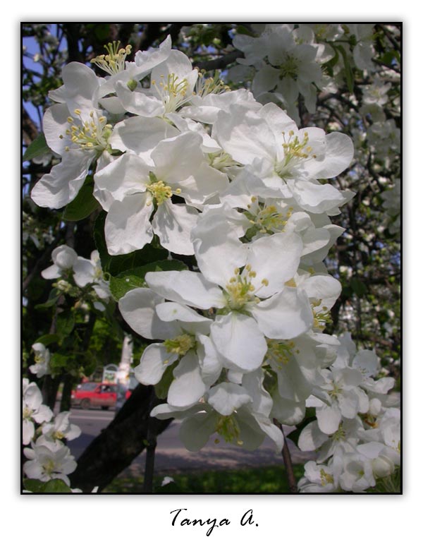 фото "Яблоневый цвет" метки: природа, цветы