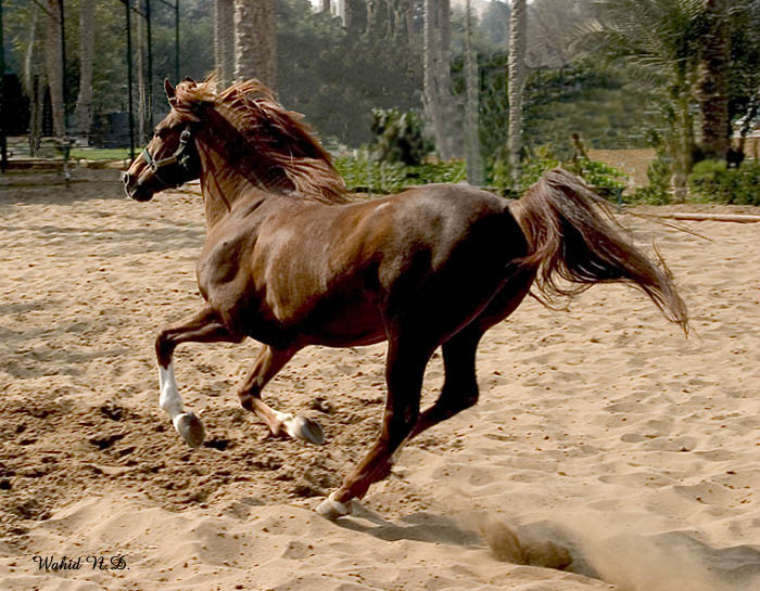 фото "Arabian Horses #5" метки: путешествия, Африка