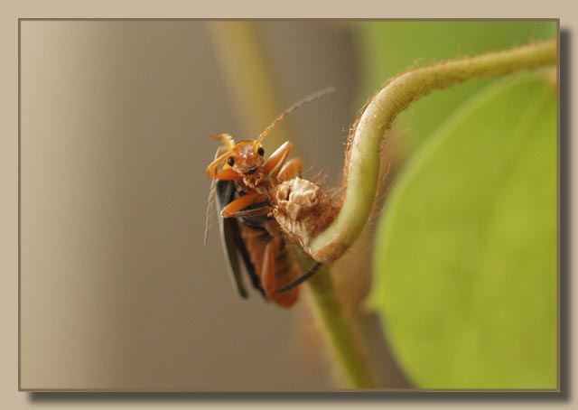 photo "Be on patrol" tags: nature, macro and close-up, insect