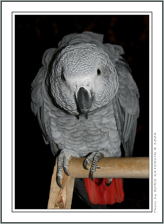 photo "Attentive" tags: nature, portrait, pets/farm animals