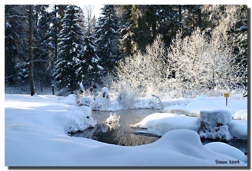 photo "Frozen ..." tags: landscape, nature, flowers, winter