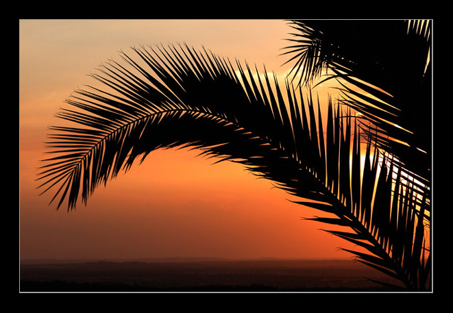 photo "the palm-tree silhouette in aglow sky" tags: misc., 