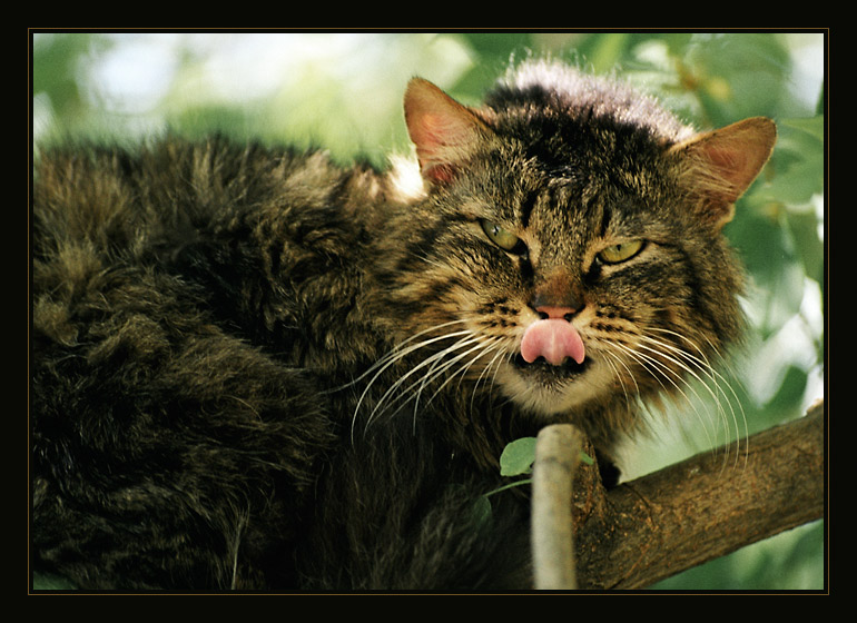 photo "*****" tags: nature, portrait, pets/farm animals