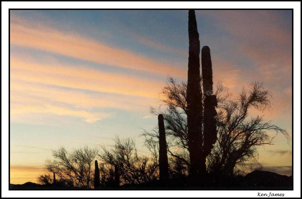 photo "Cactus in Evening" tags: misc., 