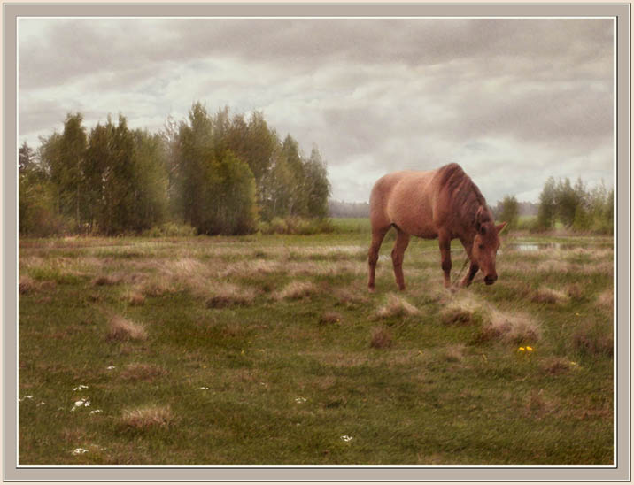 фото "Пейзажи Полесья. 4" метки: пейзаж, весна