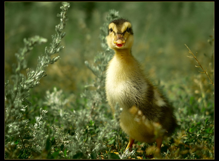 photo "About small duck Tim" tags: nature, genre, pets/farm animals