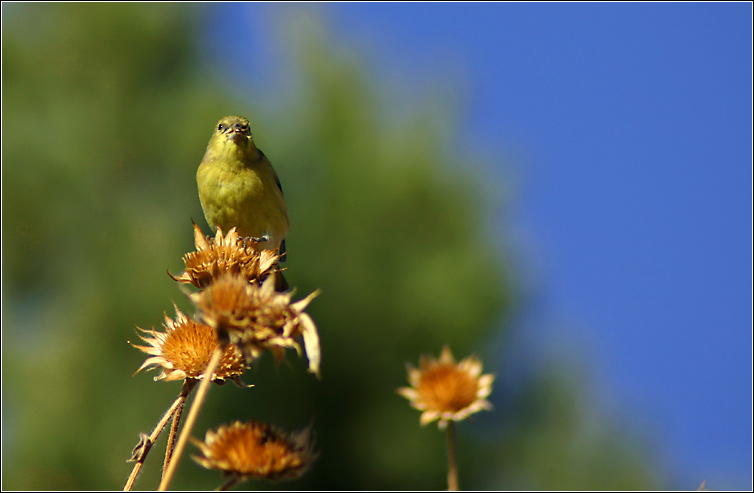 photo "Alone." tags: nature, wild animals