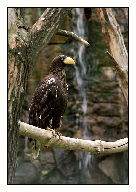 photo "On a pole" tags: nature, wild animals