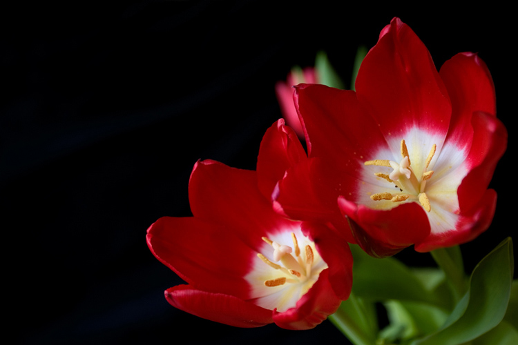 photo "Red Tulips" tags: macro and close-up, nature, flowers