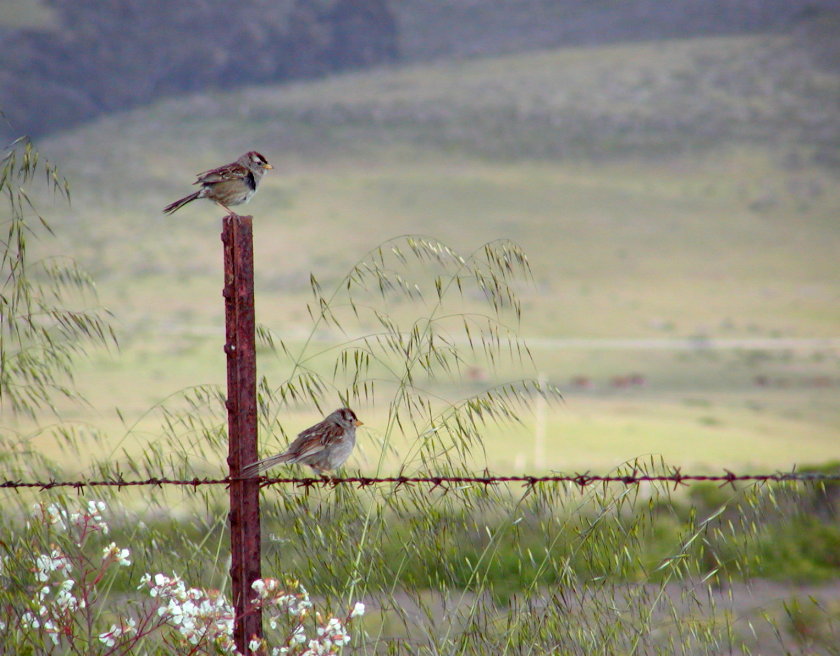 photo "On the fence" tags: nature, wild animals