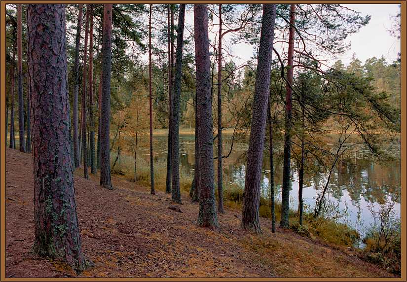 фото "Autumn etude" метки: пейзаж, лес, осень