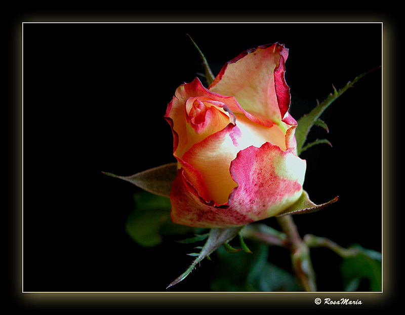 photo "Rose Kiss" tags: nature, flowers