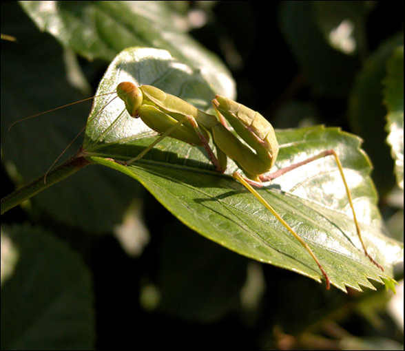 photo "****" tags: nature, misc., insect